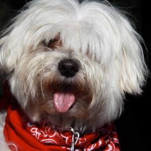 Meet your Posher, William